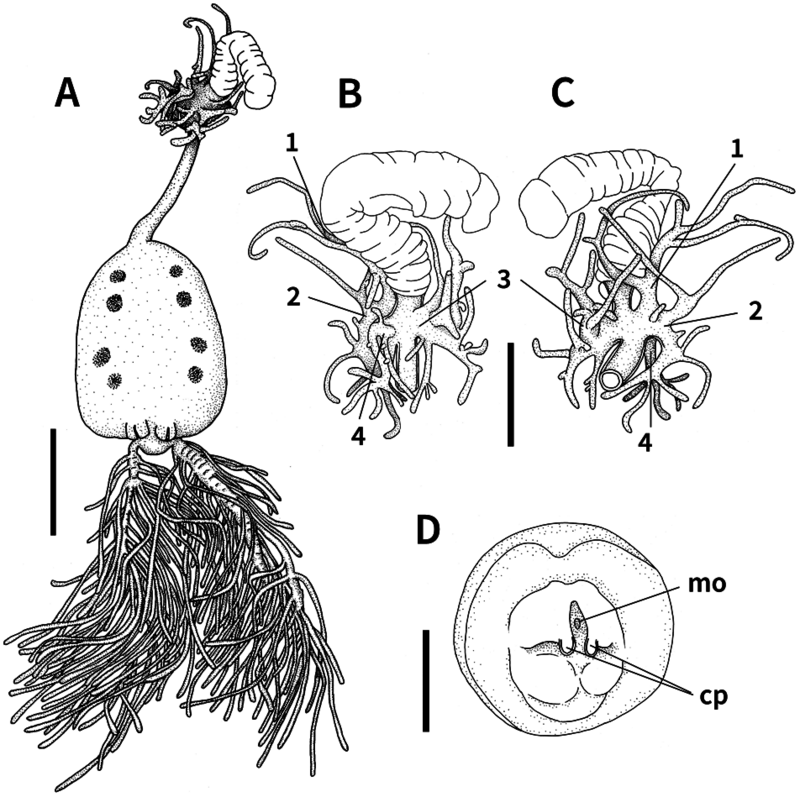Discovery of Bloodsucking Copepods on Rattail Fish at 500 Meters Depth