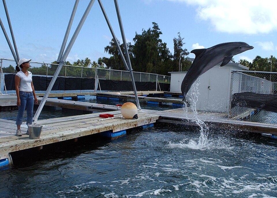 New Insights into Dolphin Echolocation: Brain Study Reveals Mechanisms