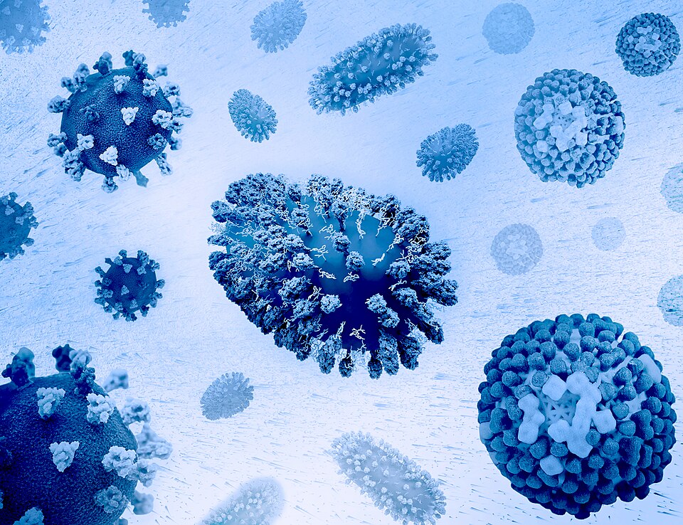 Winter Respiratory Viruses Linked to Increased Heart Attack and Stroke Risk