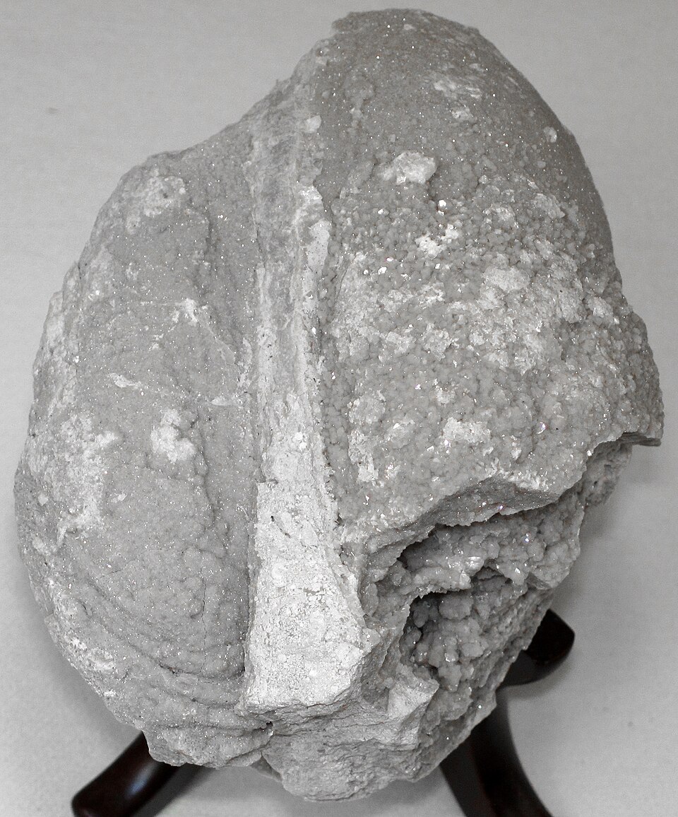 Asteroid Impact: Marine Bivalves' Remarkable Survival After Mass Extinction