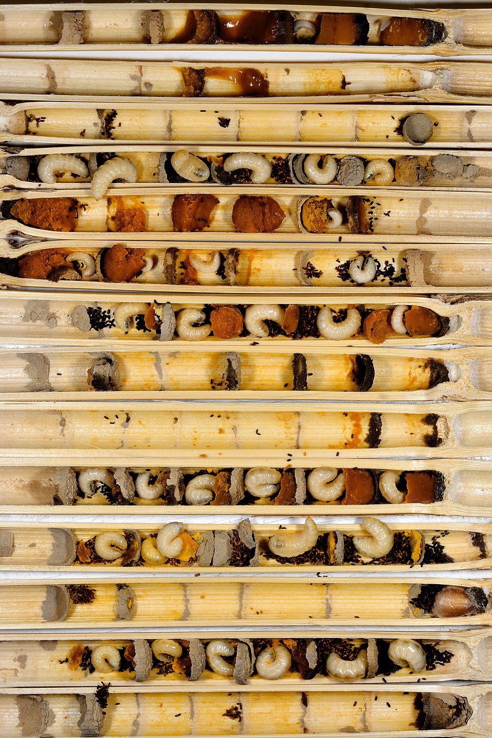 Genetic Conflict Defines Role of Honey Bee Larvae: Queens vs. Workers