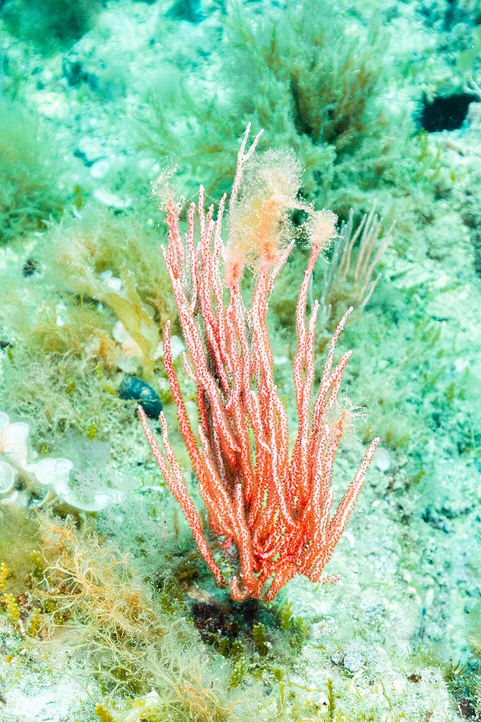 Discovery of Pristine Pink Sea Fan Reef Highlights Marine Conservation Urgency