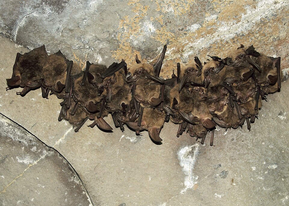 Rare Rabies Virus Detected in UK Bat Following Fatal Case Abroad