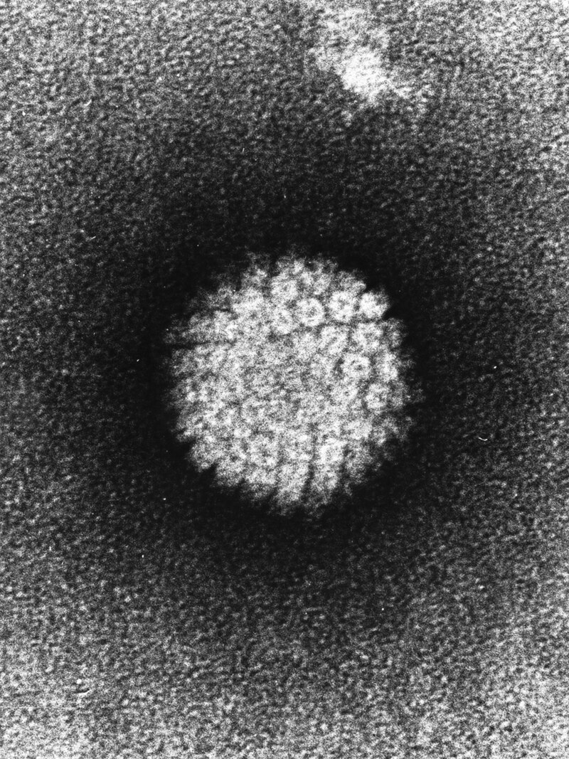 Bengaluru Doctors Unite to Raise Awareness on HPV-Related Cancers