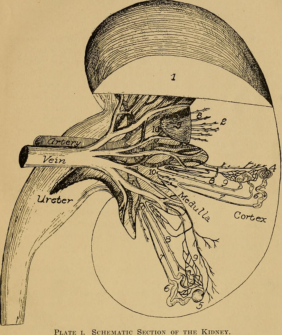 Revolutionary Capsule Sponge Test Enhances Cancer Detection in Barrett's Esophagus Patients