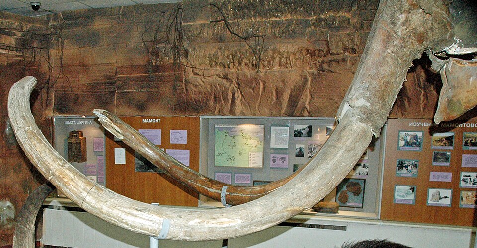 Study Reveals 40,000-Year-Old Mammoth Tusk Boomerang as Oldest Tool