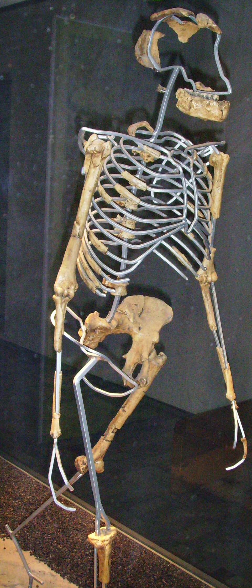 Complex Evolutionary Pathways of Mammals to Upright Posture Revealed