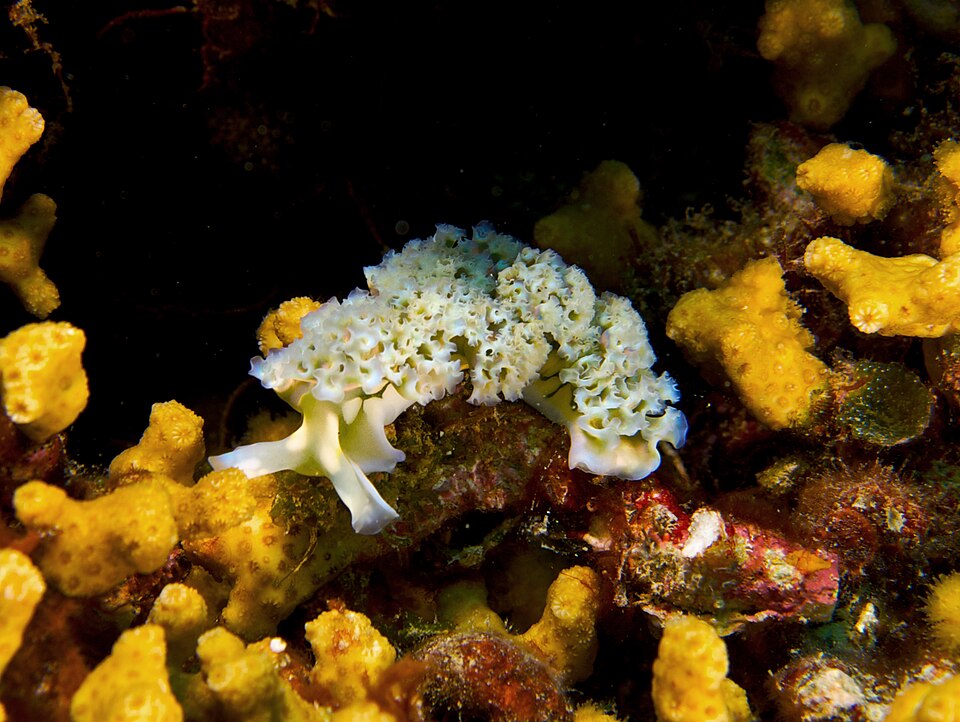 Sea Slugs Harness Algae's Photosynthetic Power for Survival