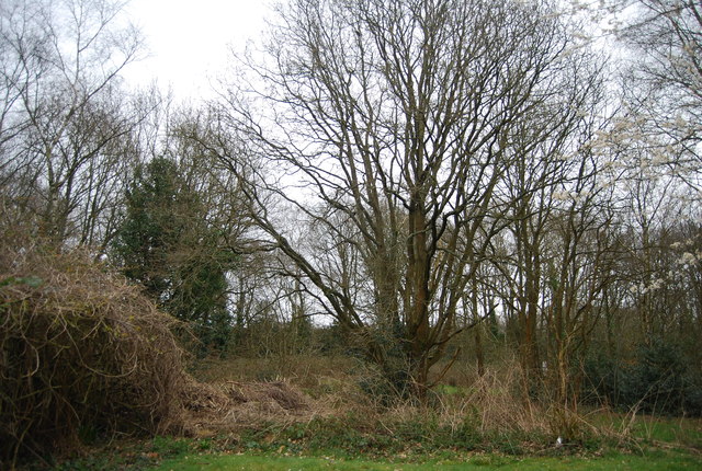 Resilient Ash Trees Show Signs of Recovery Against Dieback Disease
