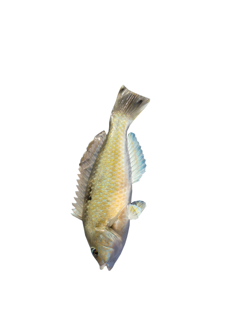 Rapid Gender Transition in Spotty Fish Offers Insights into Social Hierarchy
