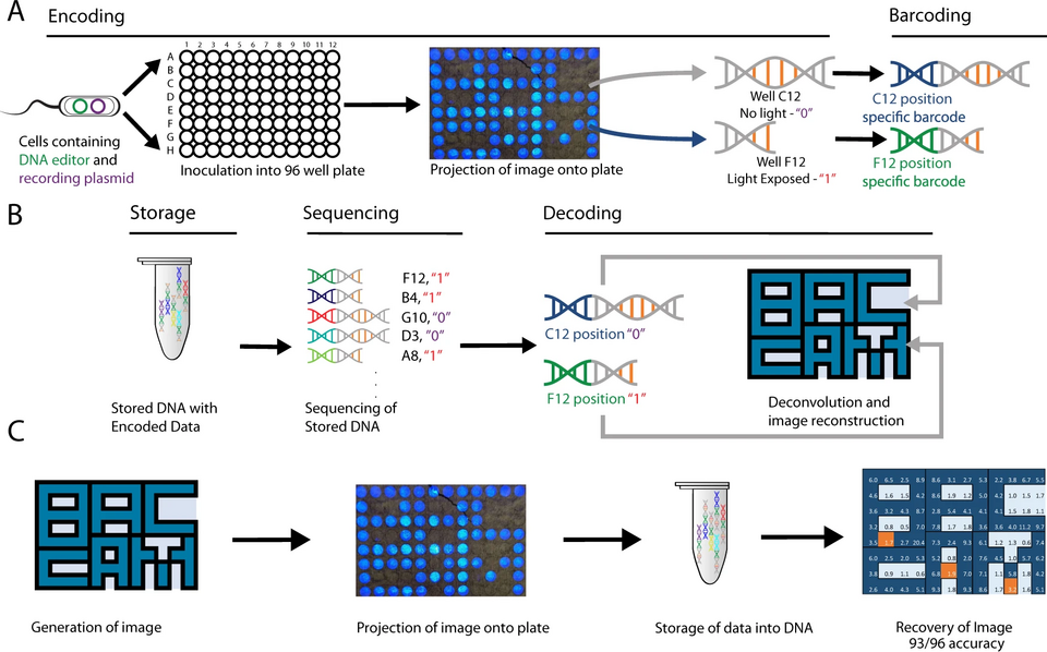 Revolutionizing Data Storage: How DNA Could Archive Your Photos