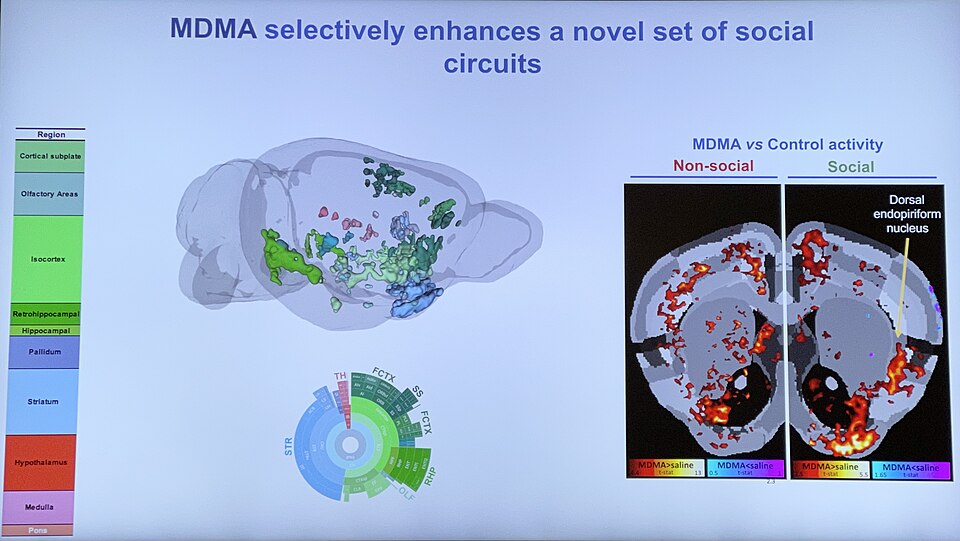 Study Reveals Brain Response Differences in Regular Psychedelic Users