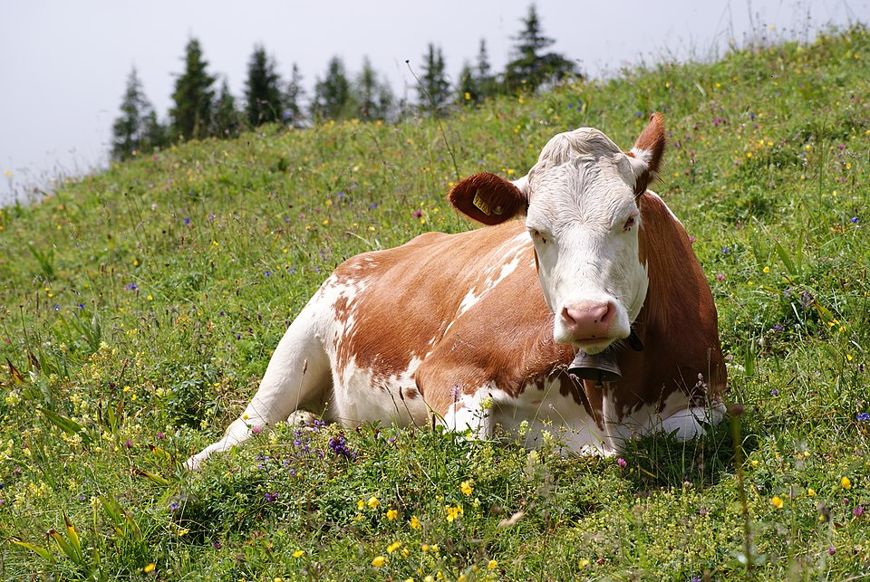 Cabinet Approves Comprehensive Strategy to Combat Bovine TB in Ireland