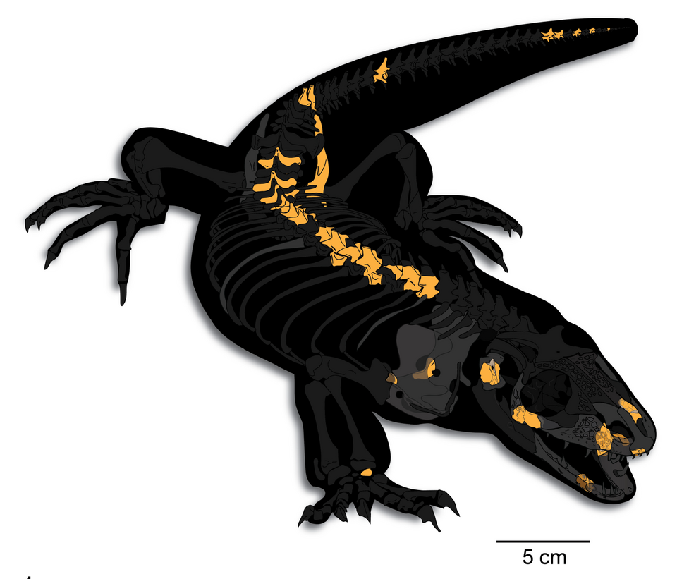Paleontologists Uncover 'Goblin Prince' Species From Dinosaur Era