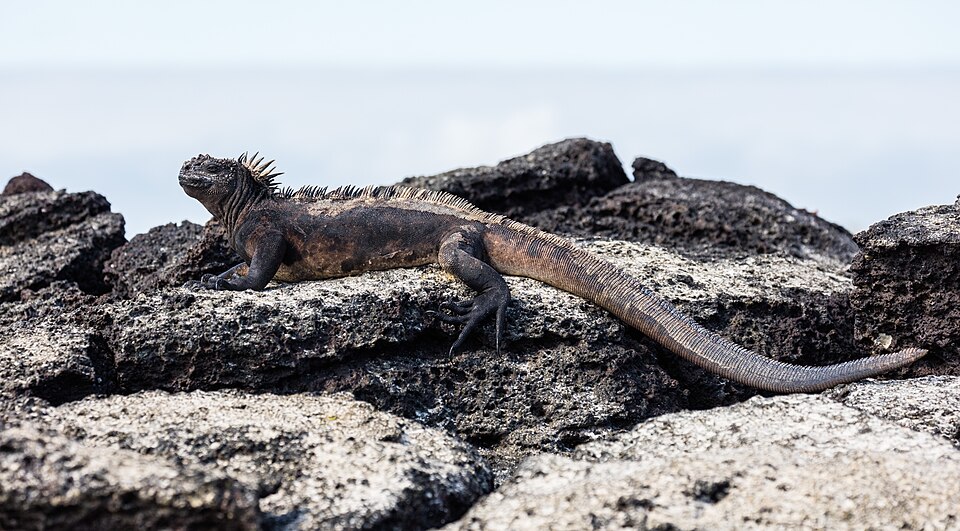 Galápagos Wild Tomatoes Exhibit Rare Case of Reverse Evolution