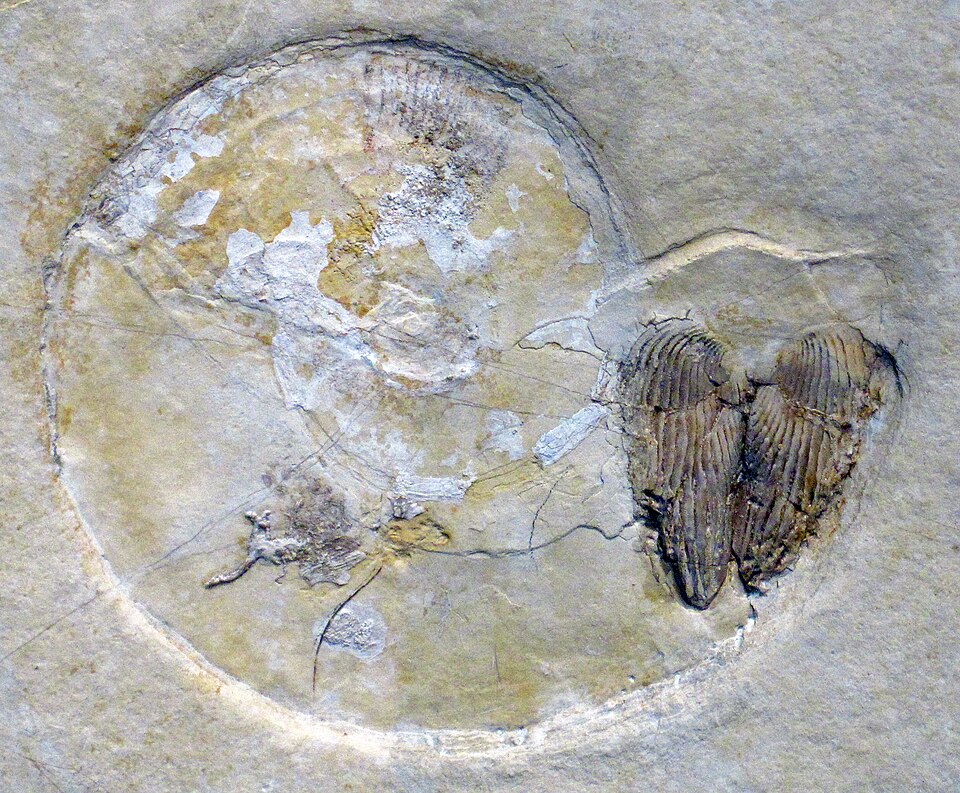 Ancient Squids: Dominant Predators of the Oceans 100 Million Years Ago