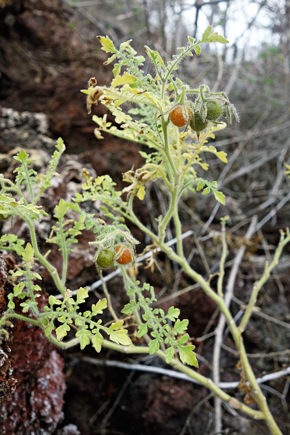 Galápagos Tomato Plants Exhibit Signs of De-Evolution, Study Reveals