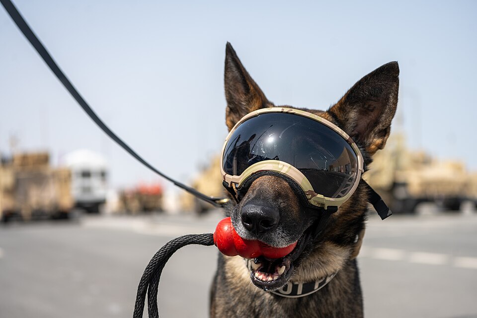 Essential Guidelines to Protect Dogs During Heatwaves