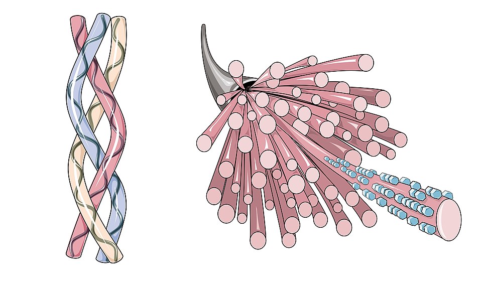 Exploring the Collagen Surge: Benefits, Risks, and Future Trends