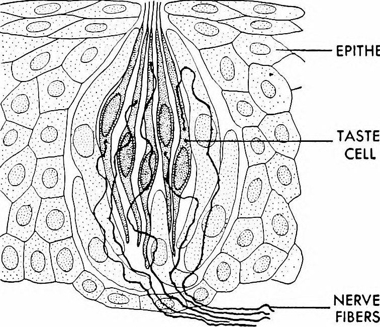 Innovative Research Reveals Squid Cell Structures for Material Advances