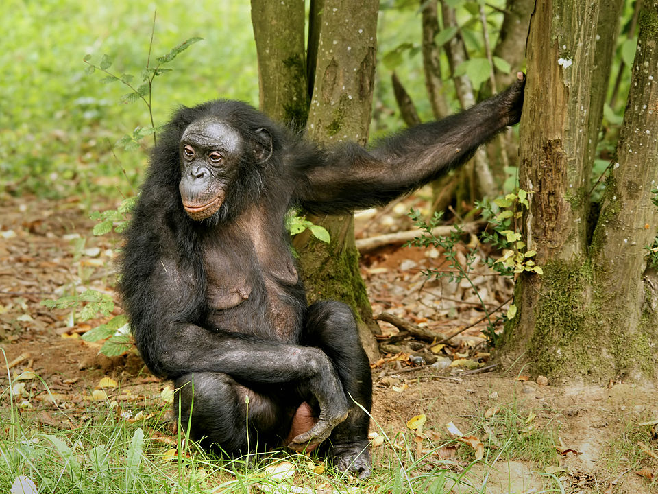 Bonobos Show Optimism Through Laughter, Revealing Emotional Links to Humans