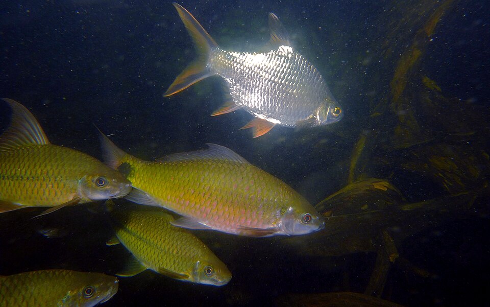 Ateneo Researchers Warn of Invasive Tinfoil Barb in Laguna de Bay