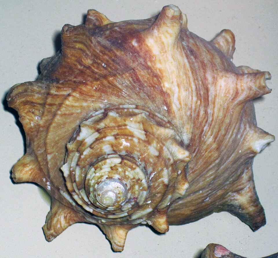 Impact of Ocean Warming on Turbo Sazae and Marine Biodiversity
