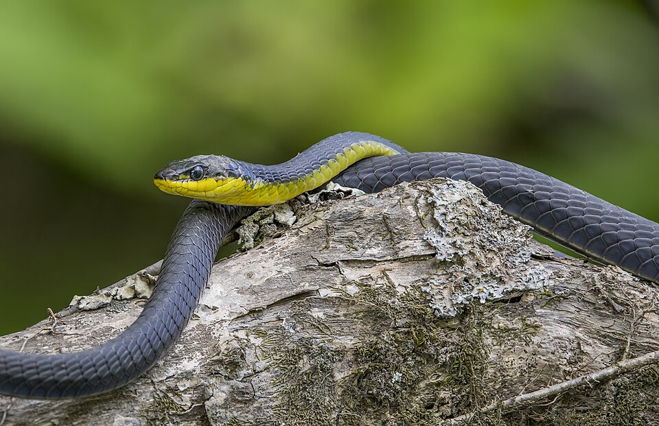 Stowaway Snake Causes Two-Hour Delay on Virgin Australia Flight