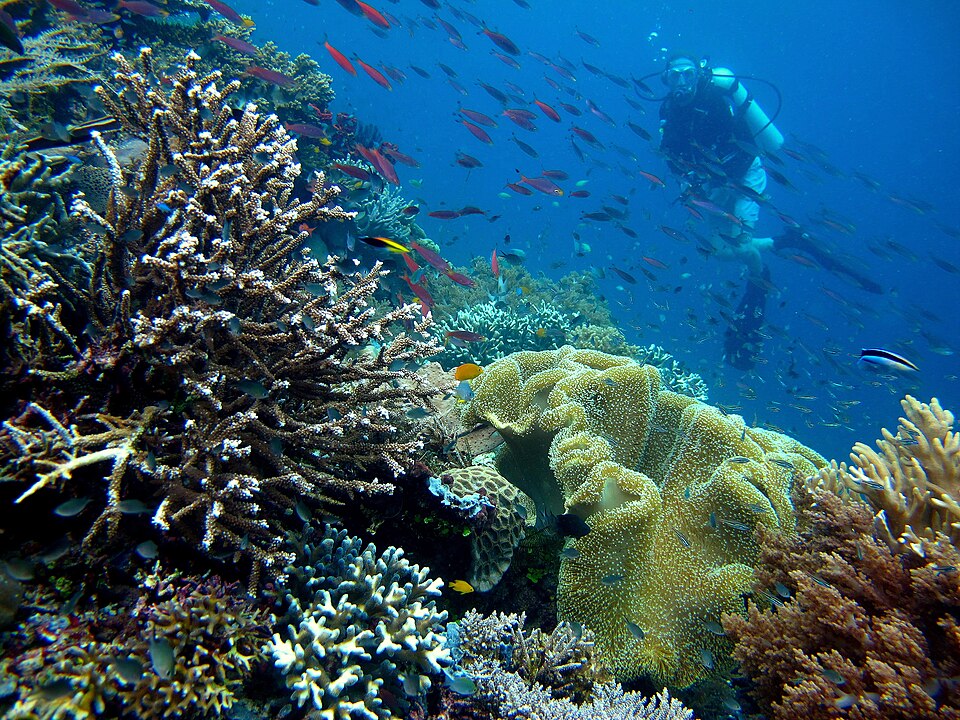 Discovery of Sukunaarchaeum Mirabile Challenges Definitions of Life