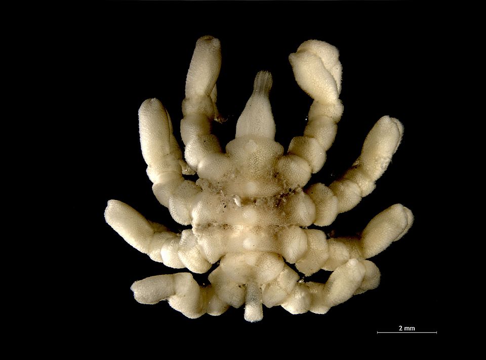 Groundbreaking Genome Assembly of Sea Spider Offers Evolutionary Insights