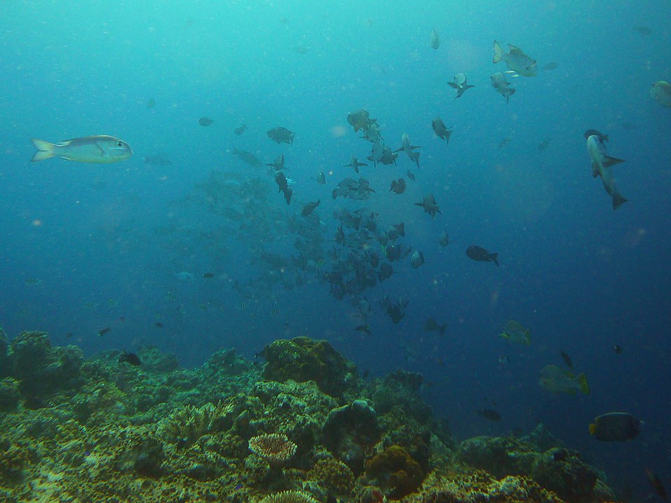 Coral Analysis Reveals Start of Industrial Deforestation in Borneo