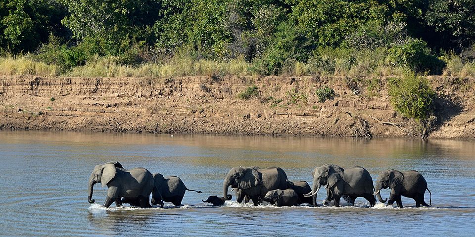 Tragic Incident: Two Tourists Killed by Elephant in Zambia Park