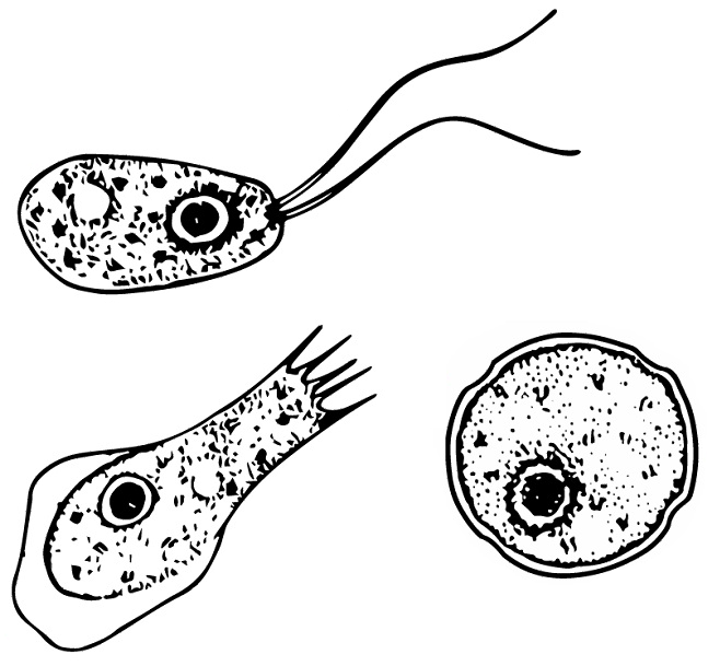 The Deadly Threat of Naegleria fowleri: Understanding Risks in Warm Water