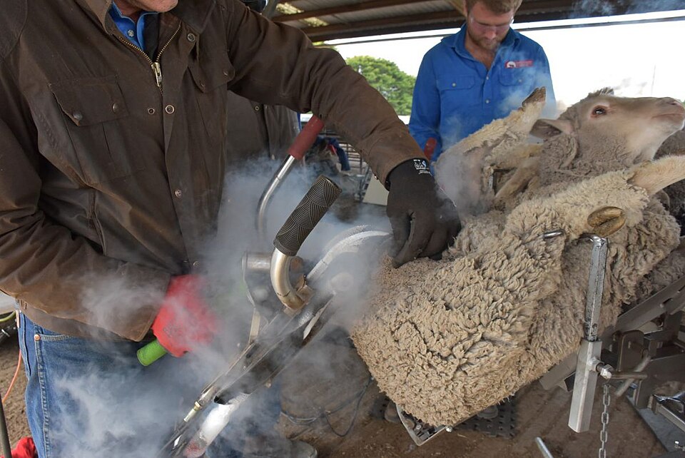 Sheep Industry Responds to Misrepresentation of Mulesing in Netflix's 'North Shore'