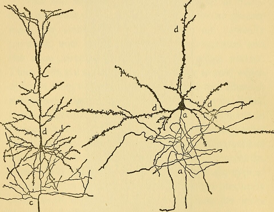 Reliability of Synaptic Transmission in Cerebral Cortex Revealed by Research