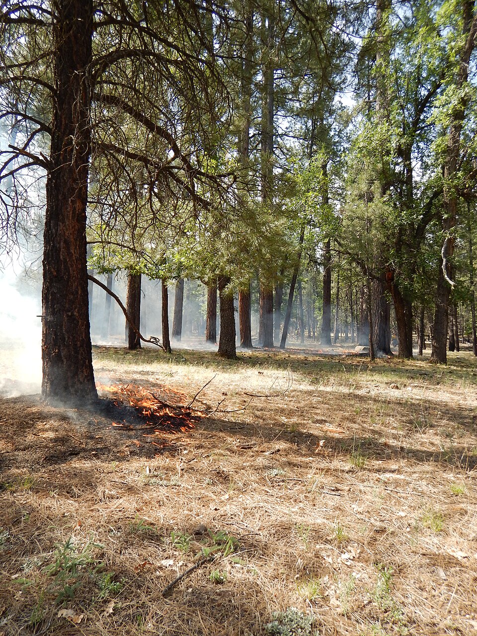 Evidence Shows Early Humans Used Fire to Shape Earth’s Ecosystems 50,000 Years Ago