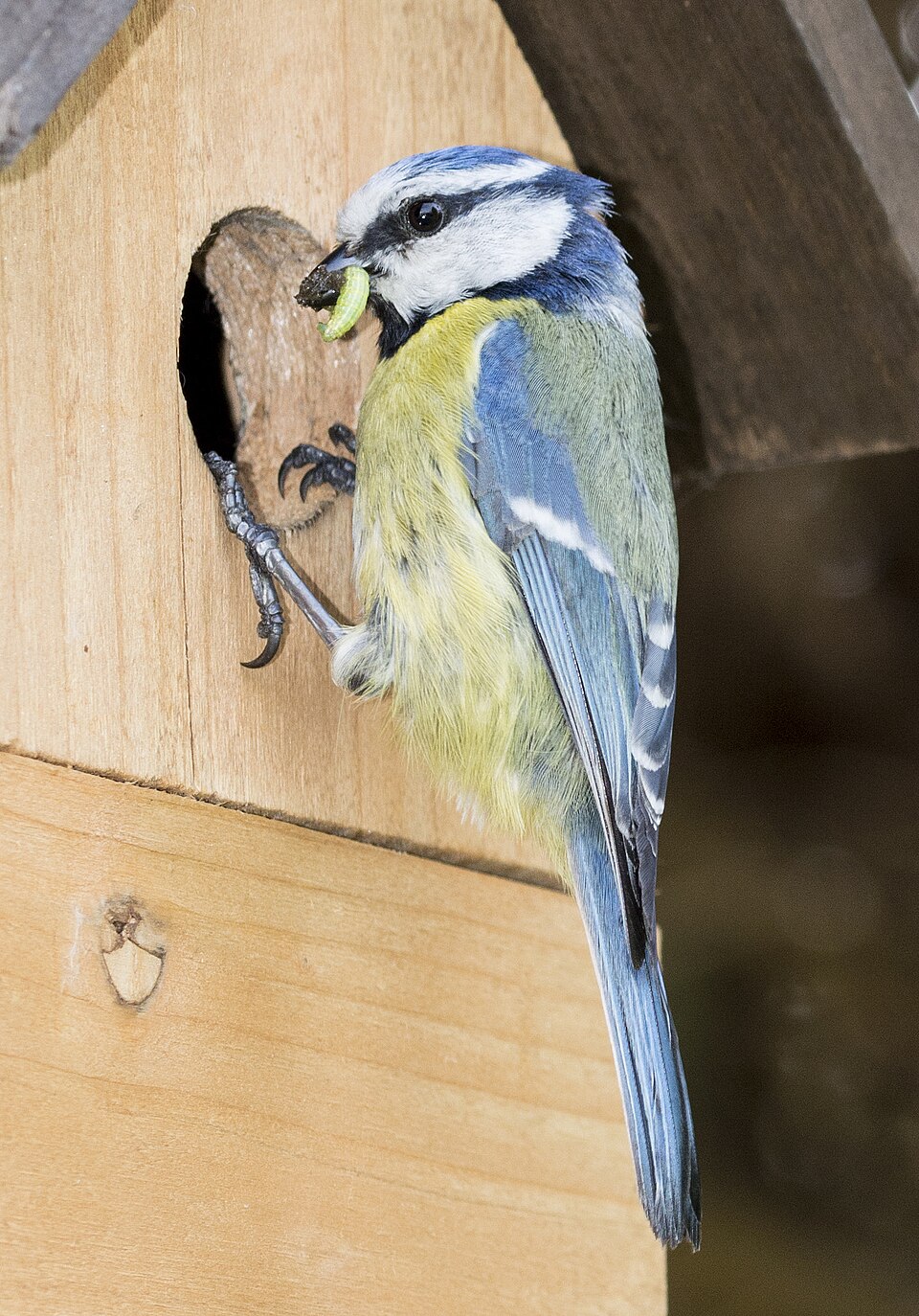 Exploring the Nesting Habits of Blue Tits in Ireland's Letterboxes