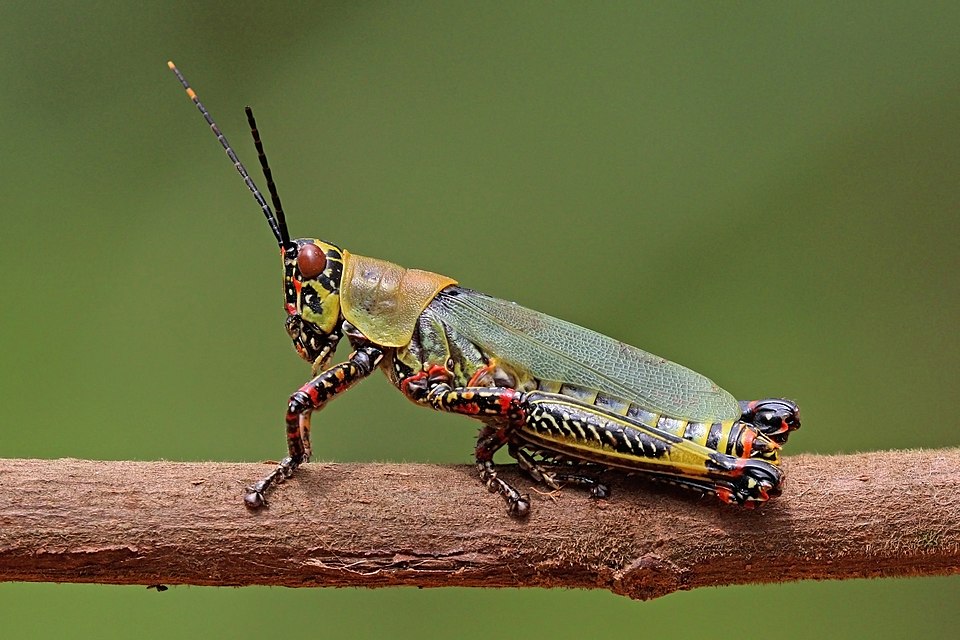 3D Models Illuminate Insect Mimicry and Predator Survival Strategies