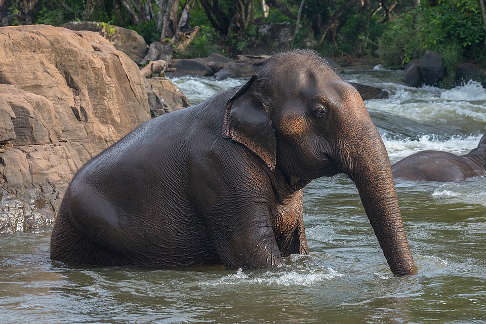 The Critical Role of Asian Elephants in Preserving Tropical Forest Ecosystems