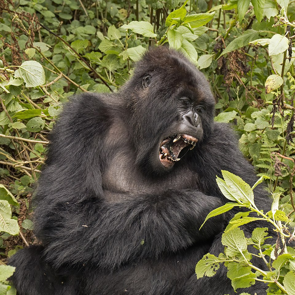New Study Challenges Male Dominance in Primate Gender Hierarchies