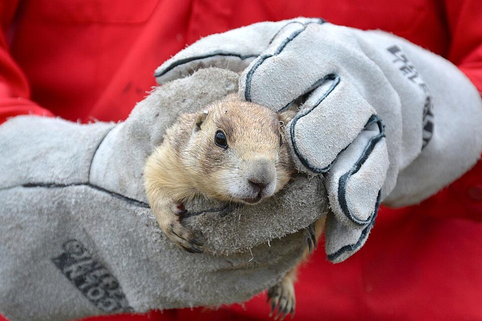Genetic Insights into Plague Resistance in Prairie Dogs Unveiled