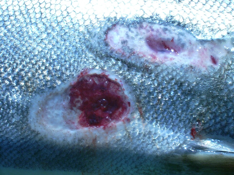 New Insights into Sea Lamprey Migration Patterns in Great Lakes