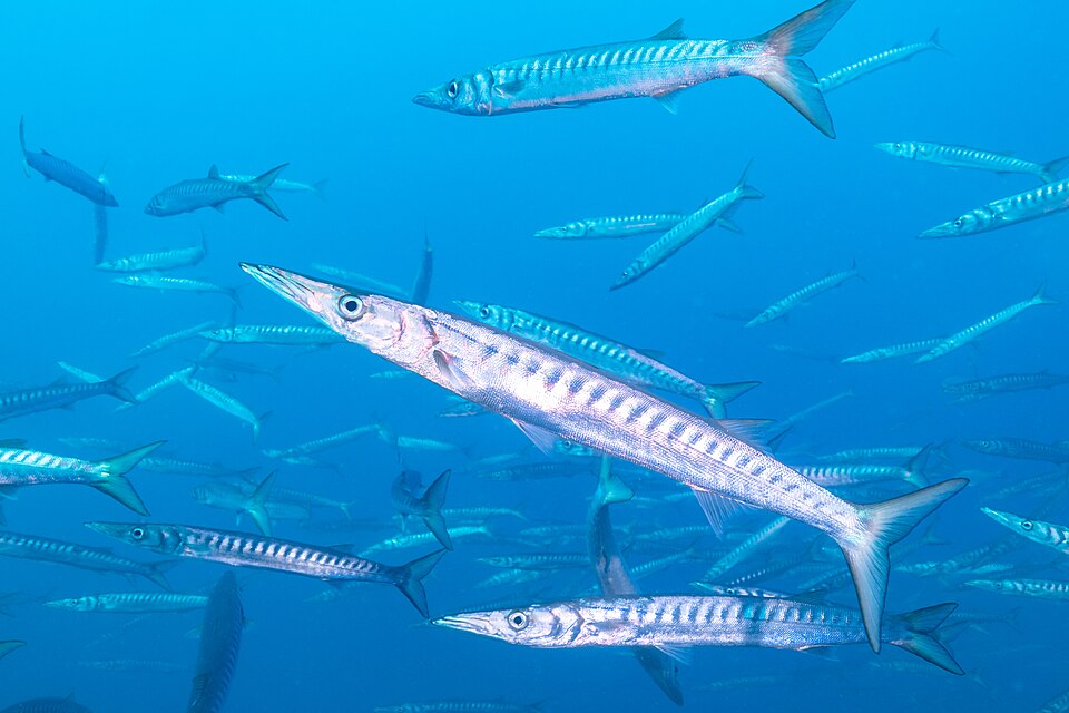 Barracuda Launches Entra ID Backup Premium to Mitigate Data Loss