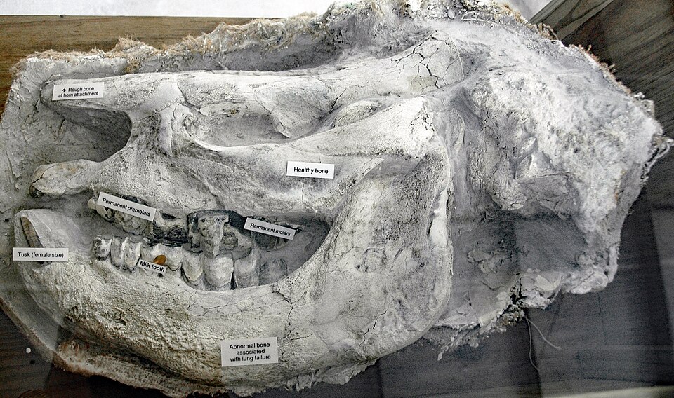 Ancient Rhino Tooth Discovery Sheds Light on Evolutionary History