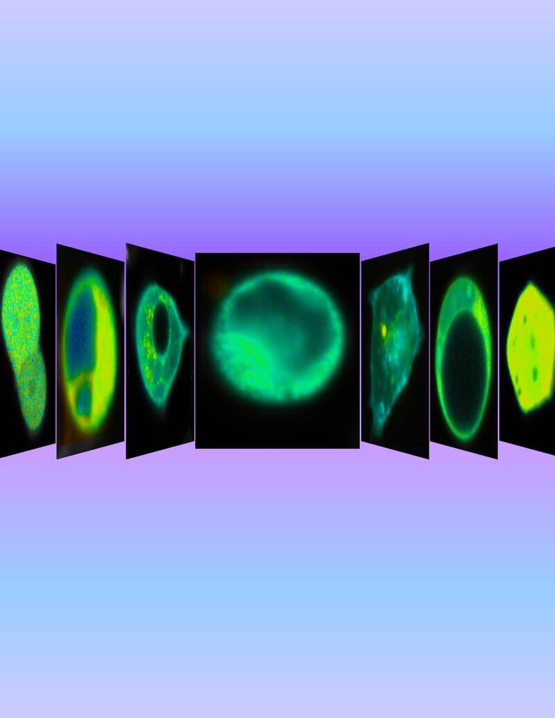 Innovative Open-Source Tools Revolutionize Biomedical Imaging Techniques