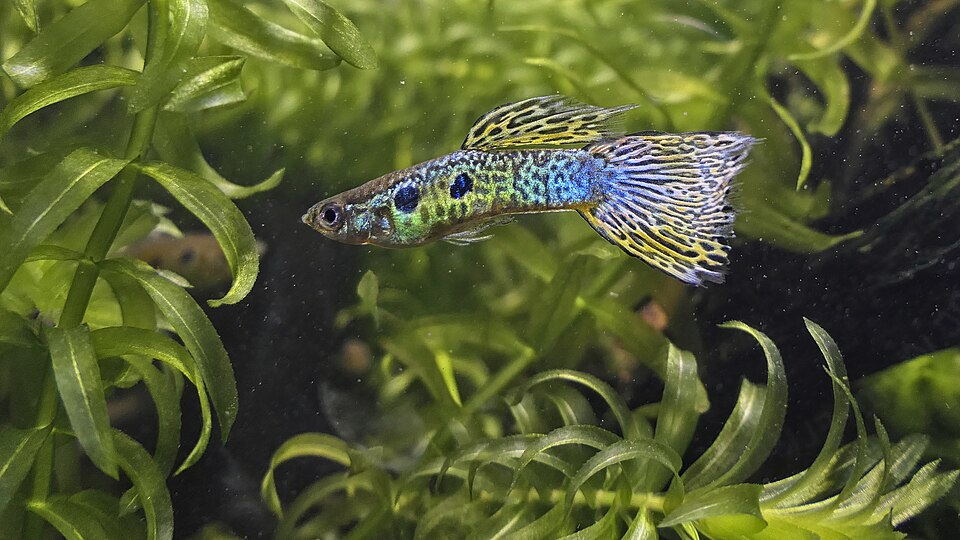 Study Reveals Link Between Color and Male Guppy Virility
