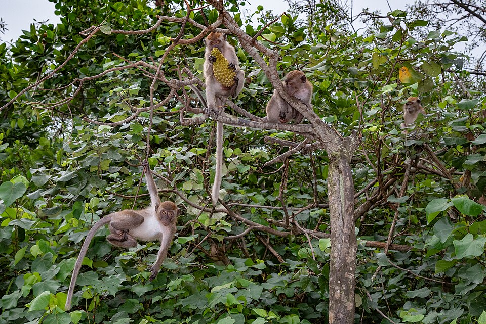 Long-Tailed Macaques Reveal Insights into Human Attraction to Conflict