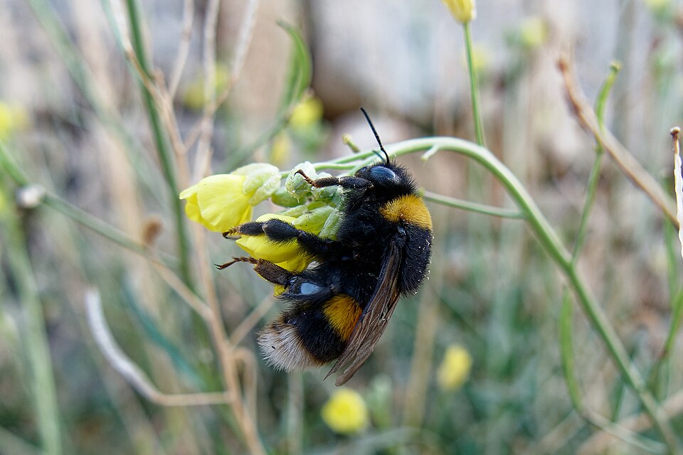 Impact of Heat and Pollution on Bee Communication and Pollination