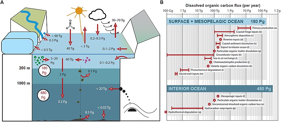 New Insights on Dissolved Black Carbon Sources in Ocean Ecosystems