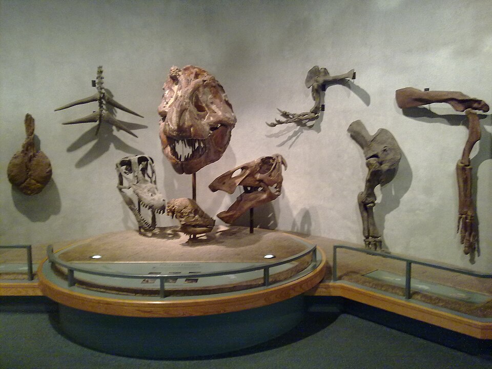 Rare Dinosaur Fossil Discovered Beneath Denver Museum Parking Lot